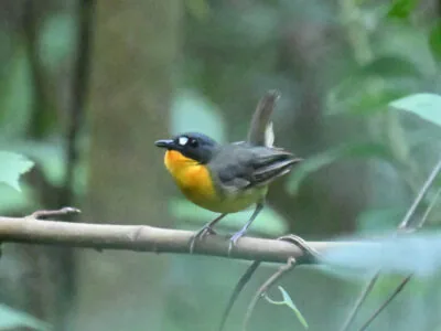 Uganda and Kenya Birding Tour