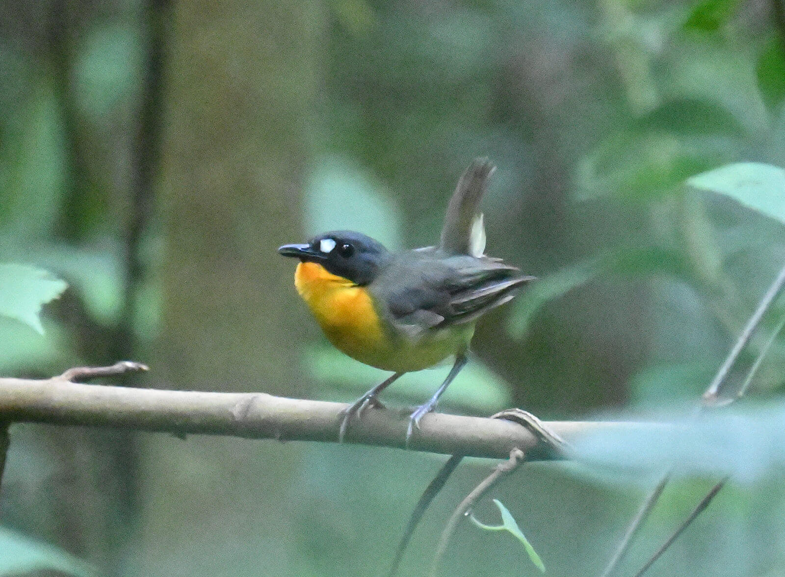 Uganda Birding and Wildlife Custom Safari Tour