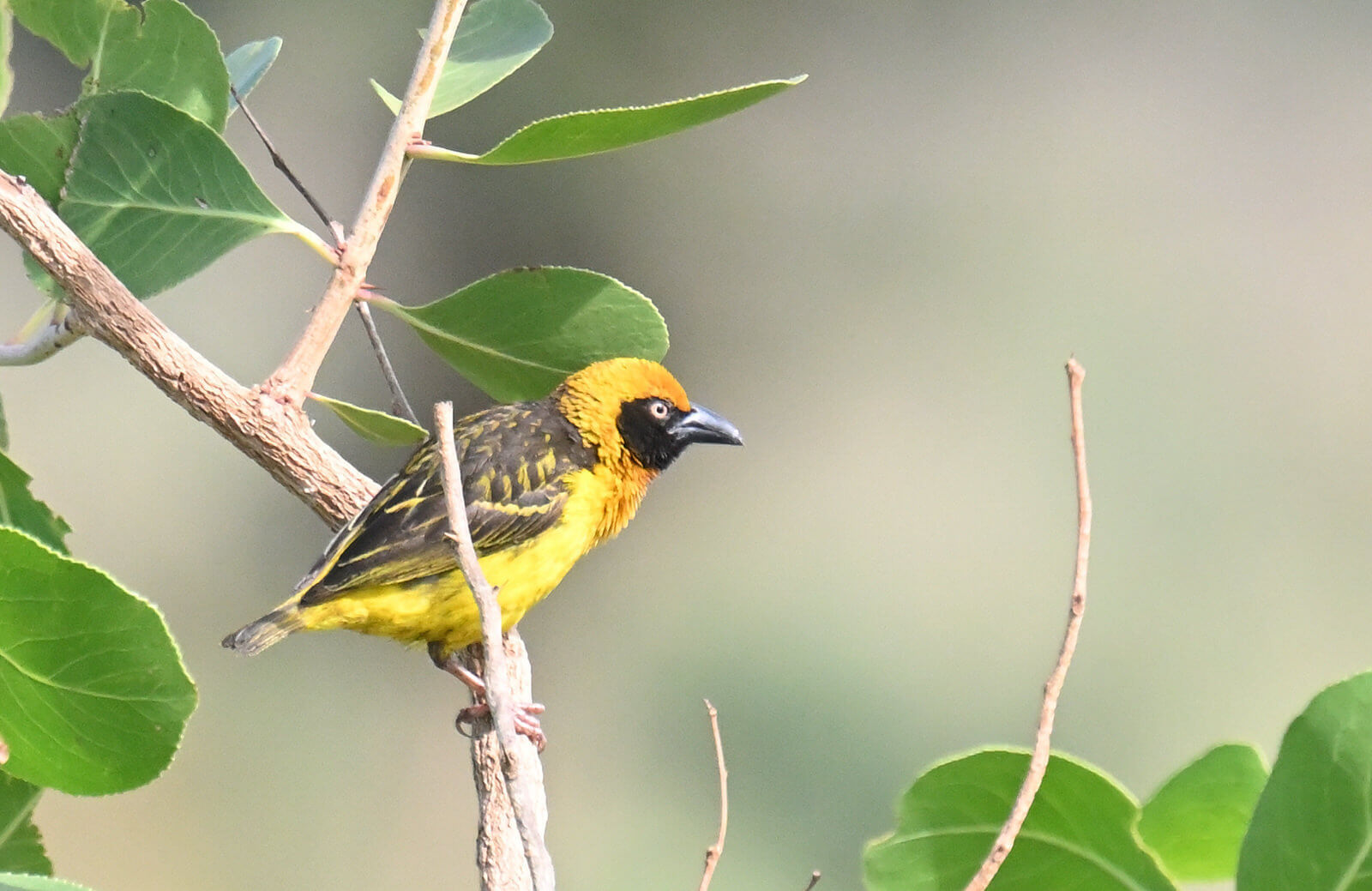 Uganda Birding and Wildlife Custom Safari Tour