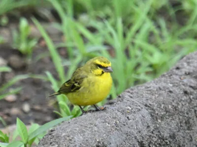 Uganda Birds Photography Safari