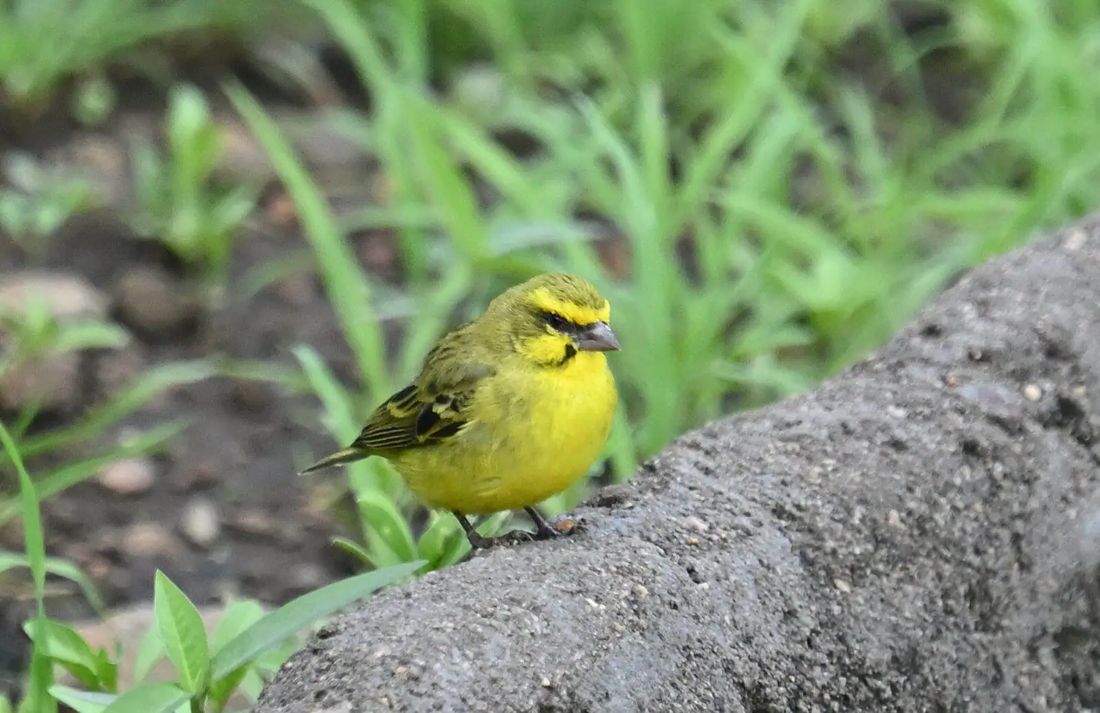Uganda Birding and Wildlife Custom Safari Tour