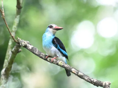 Uganda Birds Photography Safari