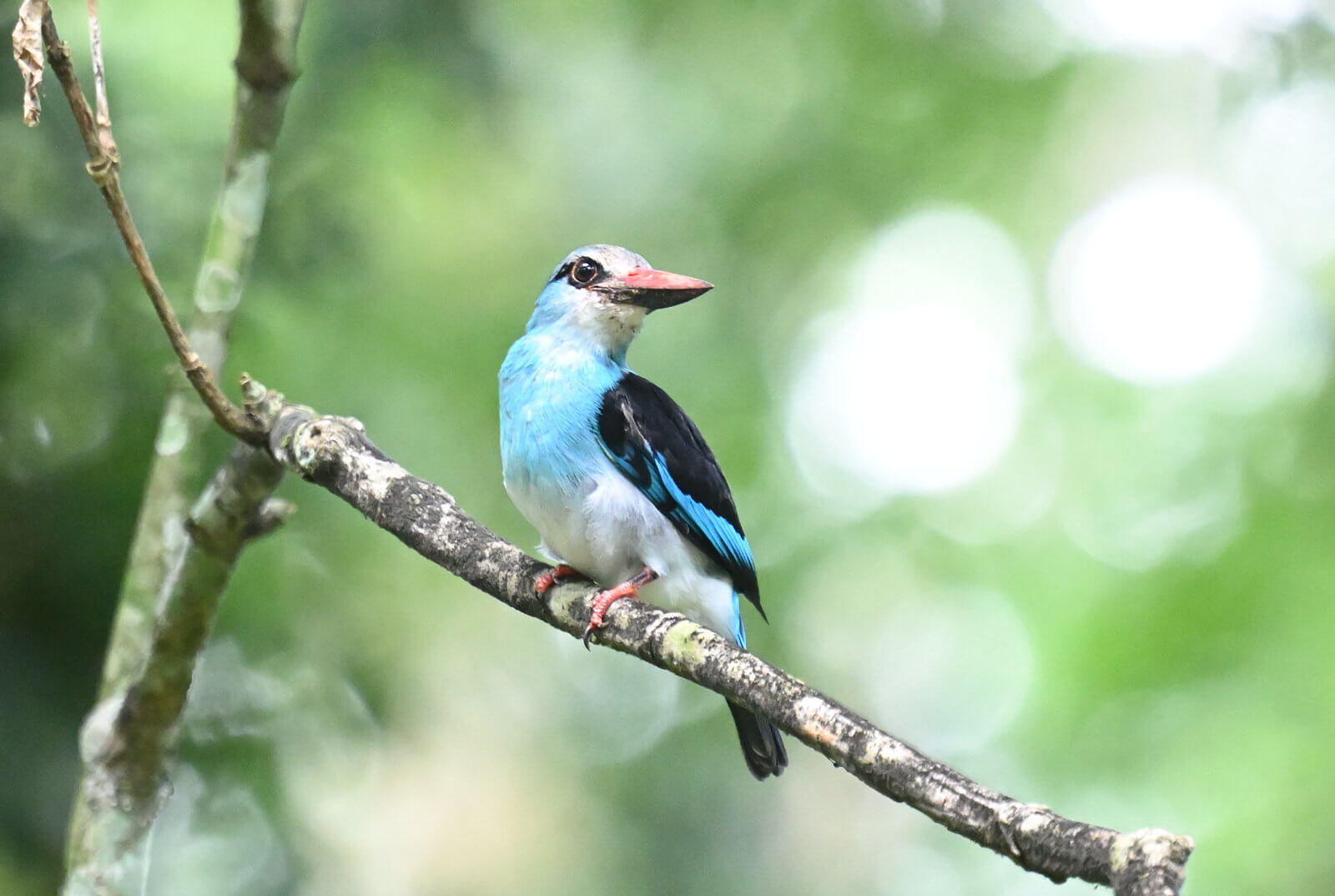 Uganda Birding and Wildlife Custom Safari Tour