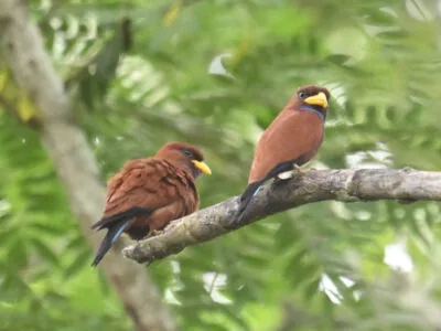 Uganda Birds Photography Safari