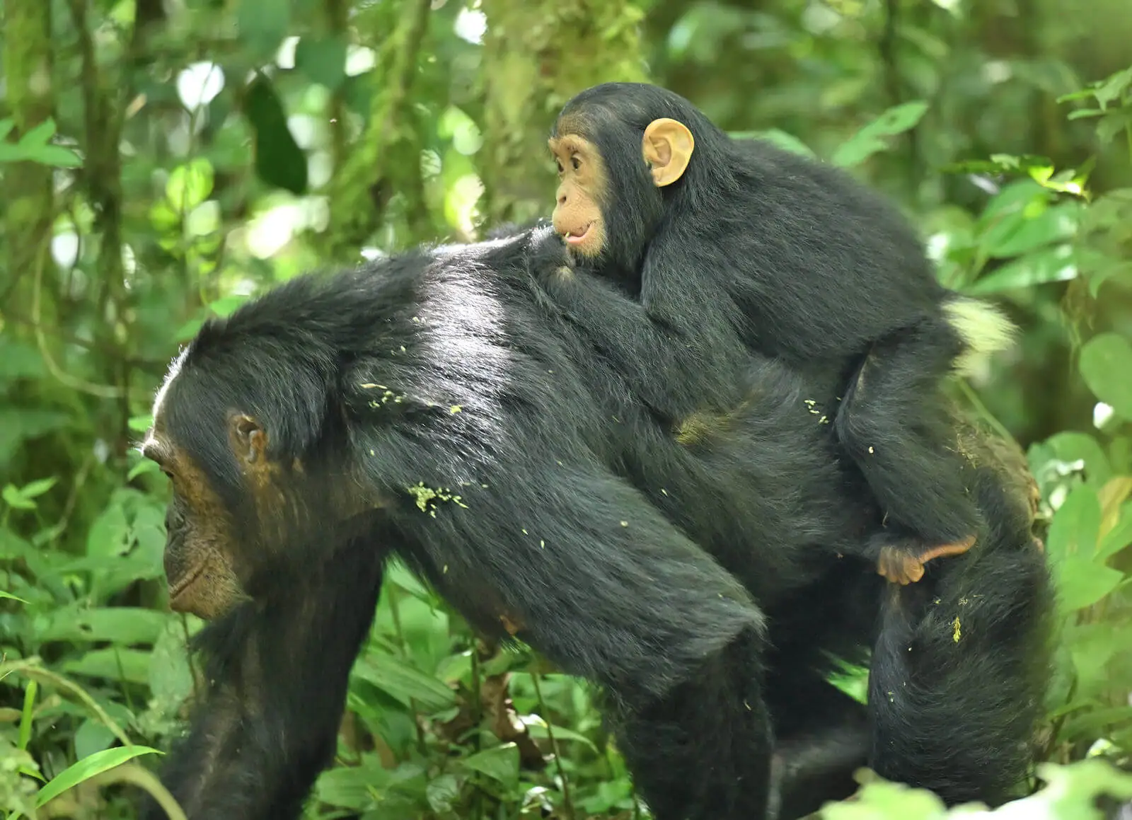 Uganda Birding and Wildlife Custom Safari Tour