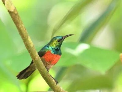 Uganda Birds Photography Safari