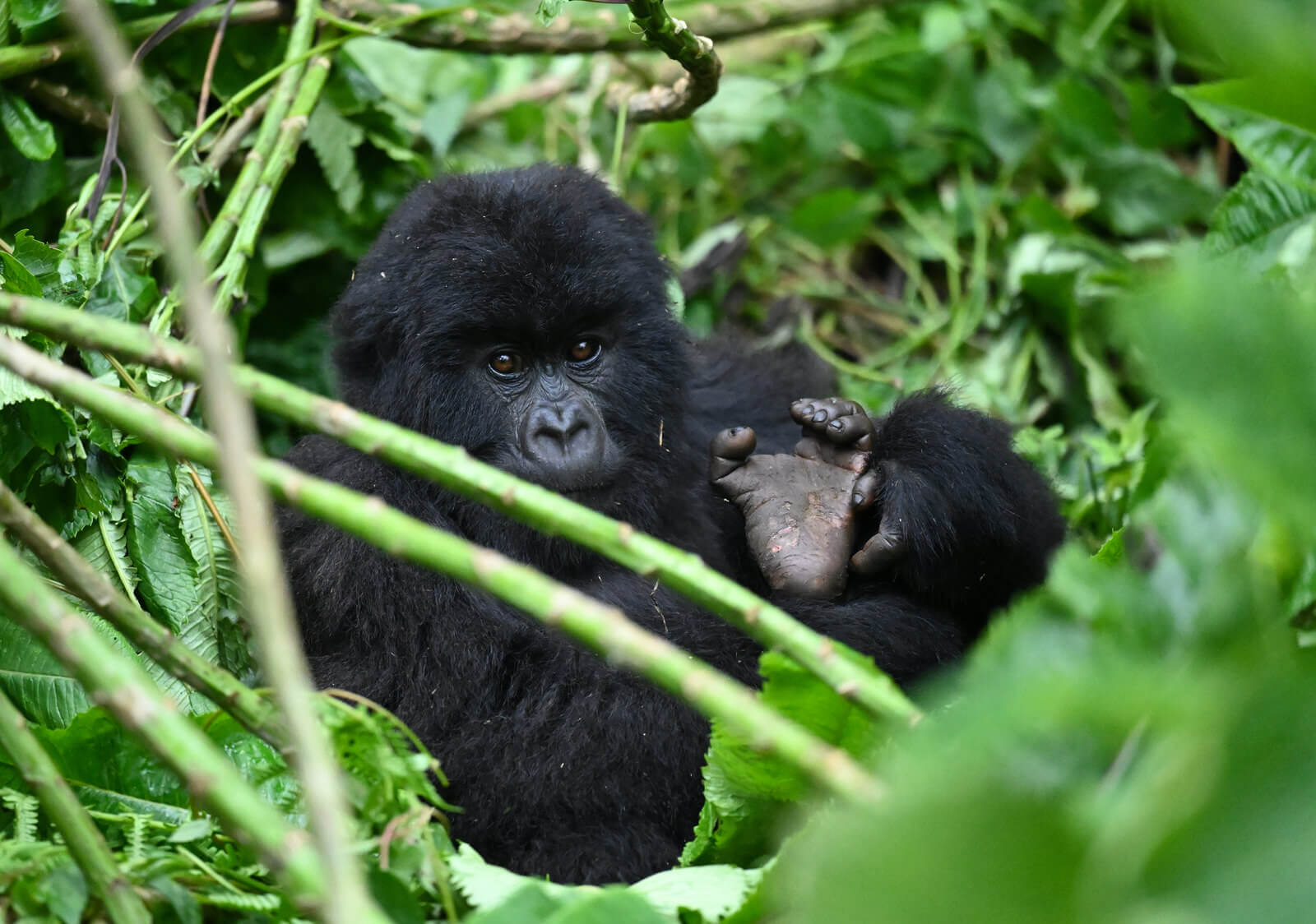 Rwanda Birding and Wildlife Custom Safari Tour