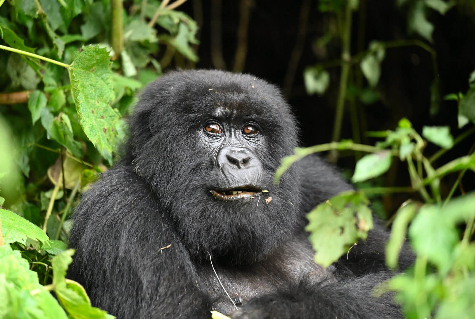 Rwanda Birding and Wildlife Custom Safari Tour