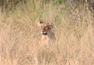 Uganda Birding, Gorillas, Chimpanzees and Big Game Custom Safari Tour