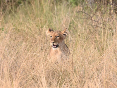 Kenya Wildlife Safari