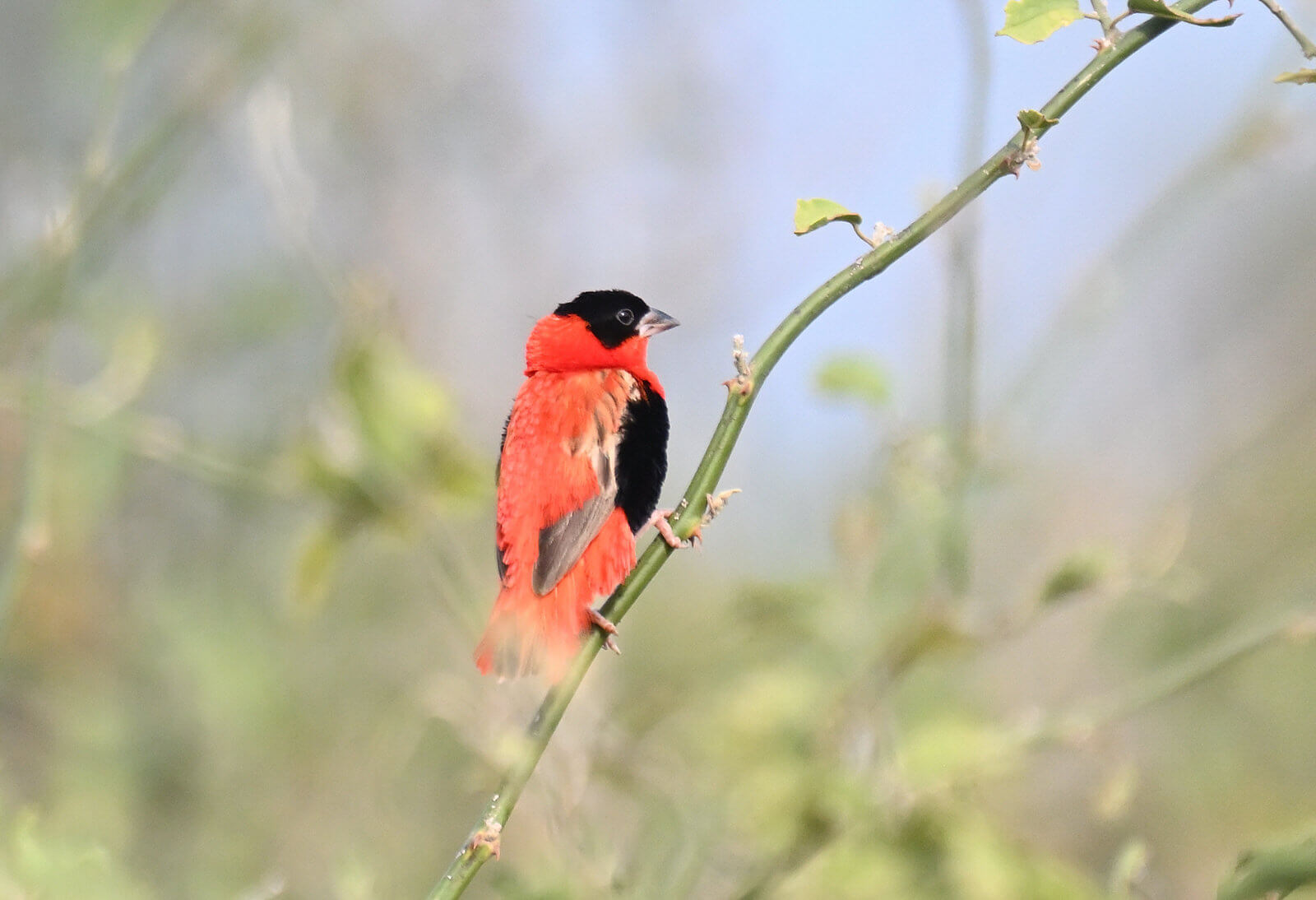 Uganda Birding, Gorillas, Chimpanzees and Big Game Custom Safari Tour