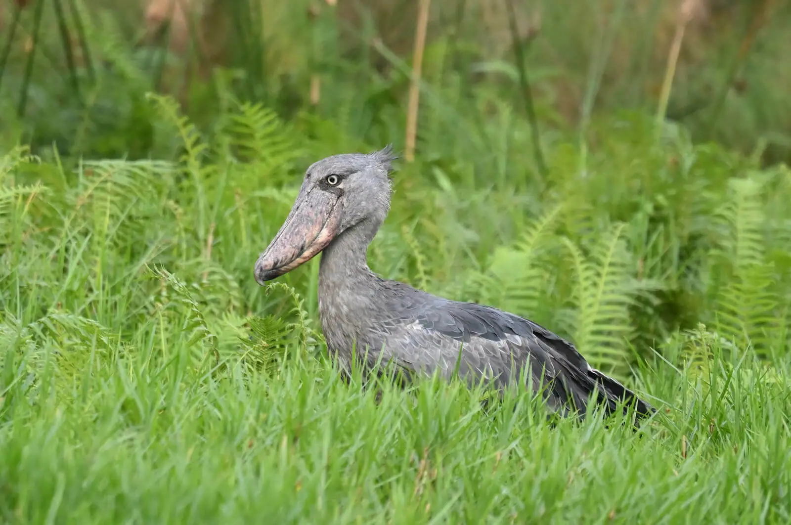 Uganda Birding, Gorillas, Chimpanzees and Big Game Custom Safari Tour