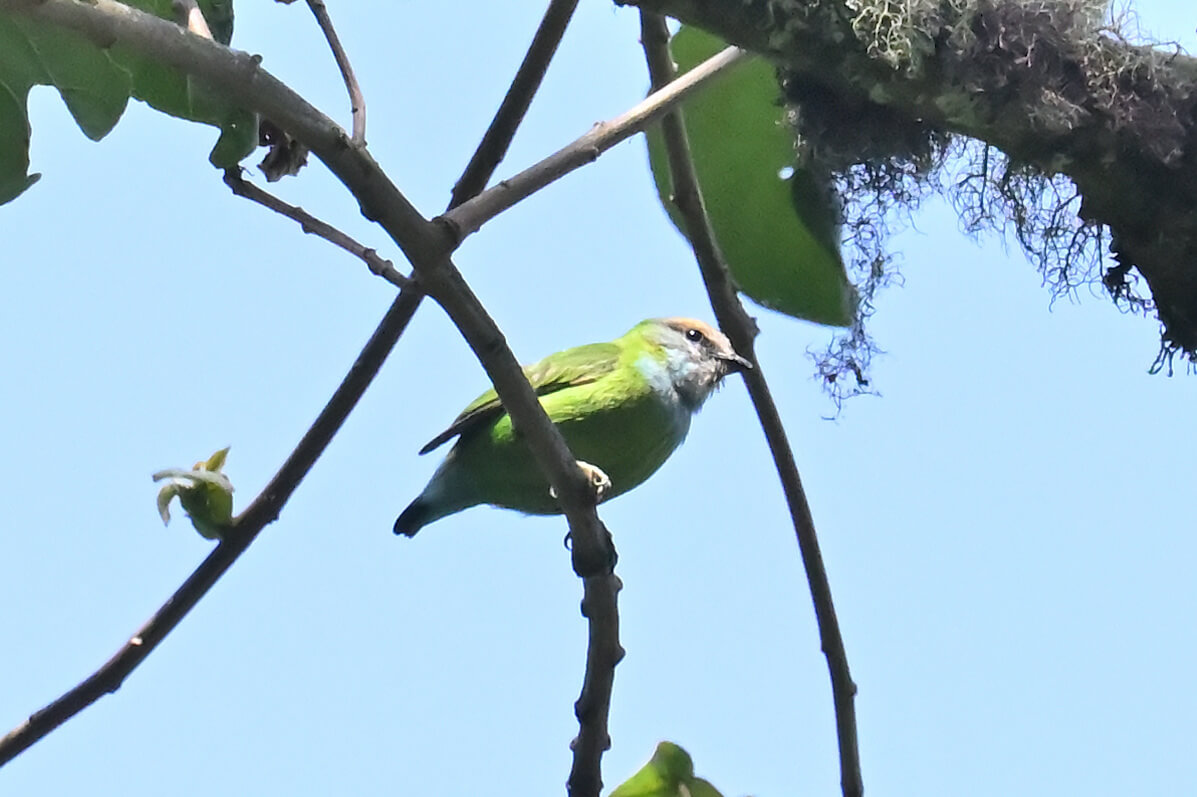 Uganda Birding, Gorillas, Chimpanzees and Big Game Custom Safari Tour
