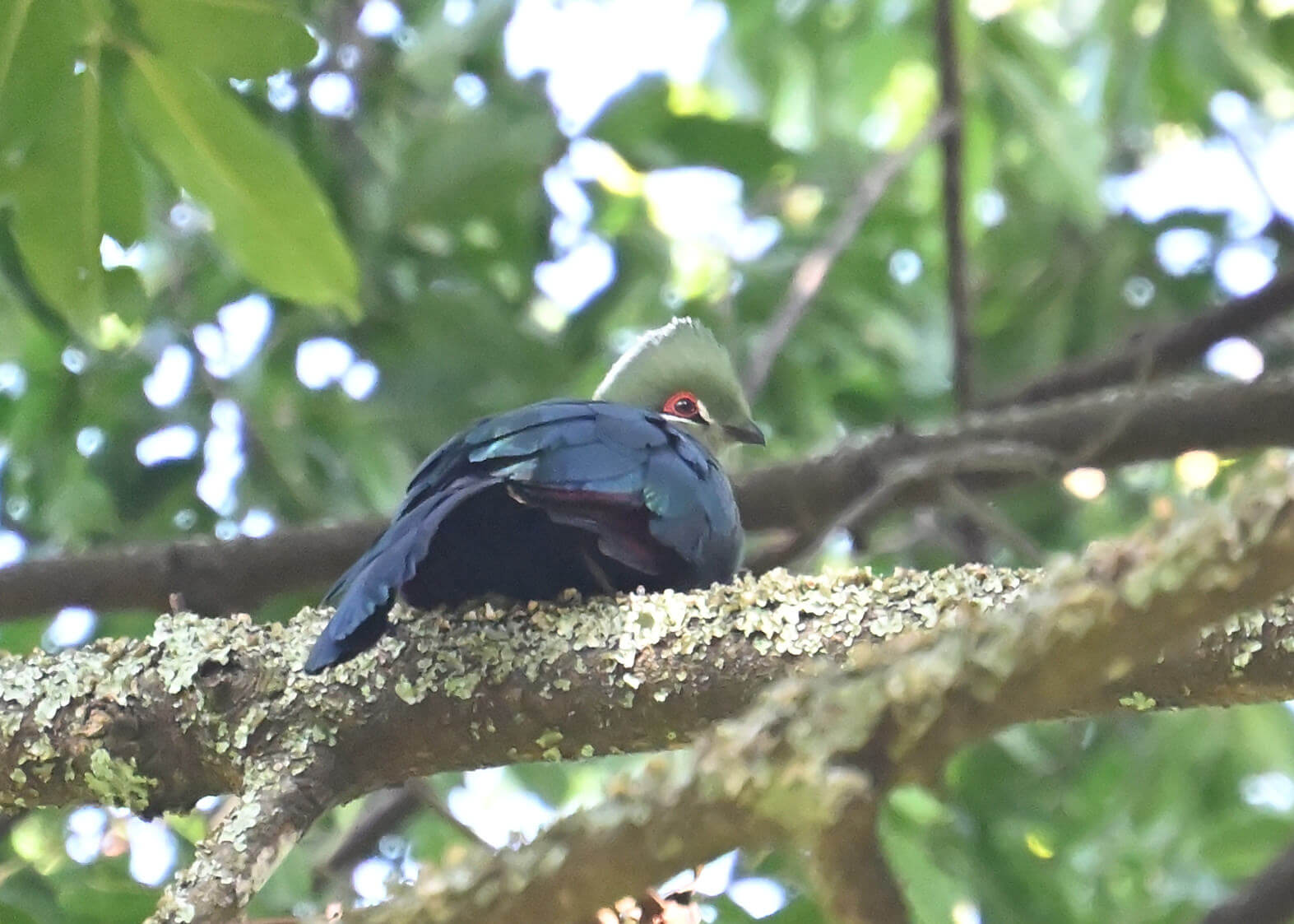 Uganda Birding, Gorillas, Chimpanzees and Big Game Custom Safari Tour