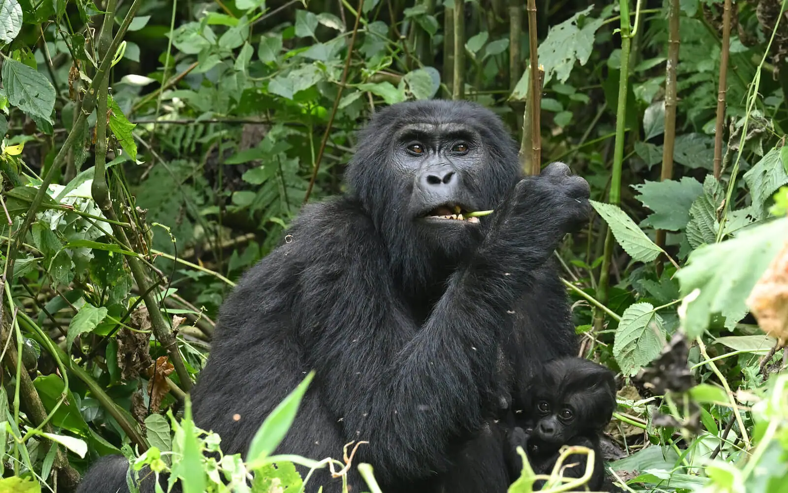 Uganda Birding, Gorillas, Chimpanzees and Big Game Custom Safari Tour