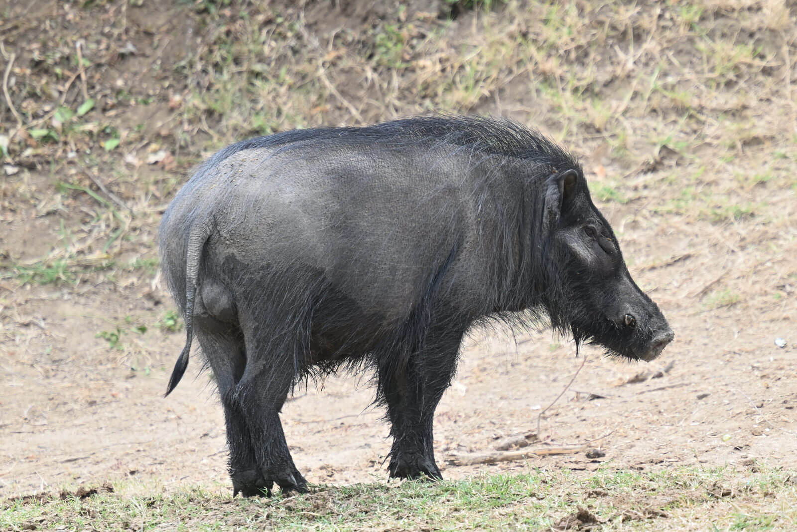 Uganda Birding, Gorillas, Chimpanzees and Big Game Custom Safari Tour