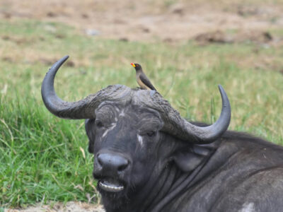 Best of Tanzania Wildlife Safari