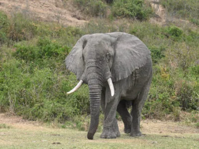 Kenya Wildlife Safari