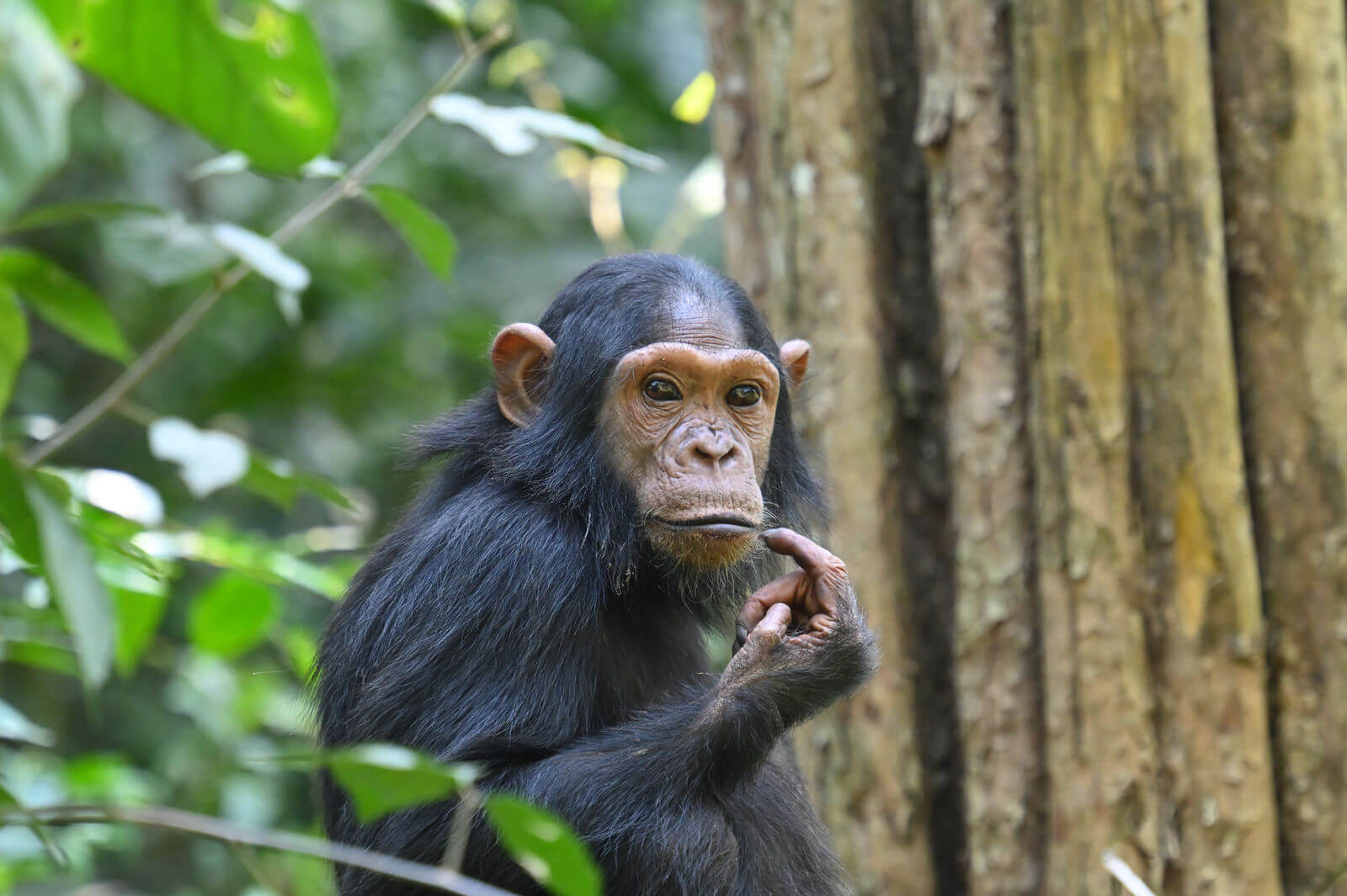 Uganda Birding, Gorillas, Chimpanzees and Big Game Custom Safari Tour