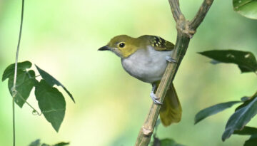 Uganda Birding, Gorillas, Chimpanzees and Big Game Custom Safari Tour