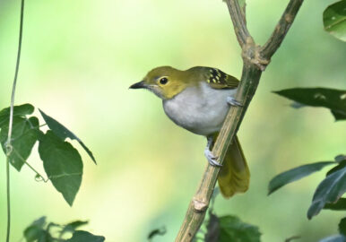 Uganda Birding, Gorillas, Chimpanzees and Big Game Custom Safari Tour