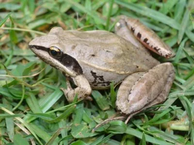 Kenya Herpetology Safari Tour