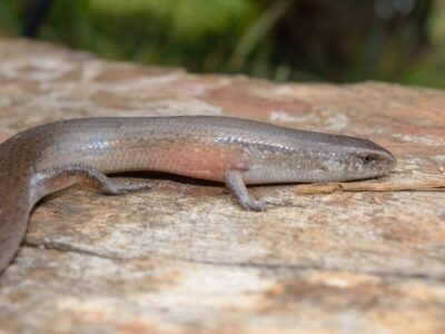 Kenya Herpetology Safari Tour