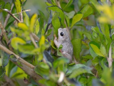 Kenya Herpetology Safari Tour