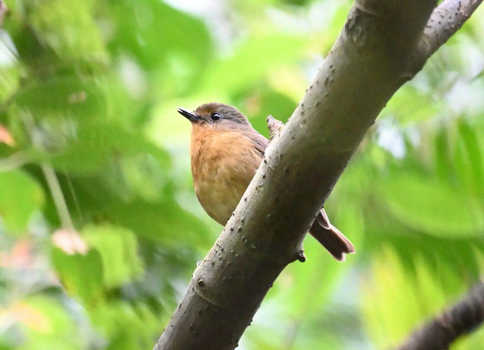 Southern Tanzania Birding And Wildlife Safari Tour