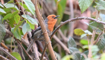 Southern Tanzania Birding And Wildlife Safari Tour