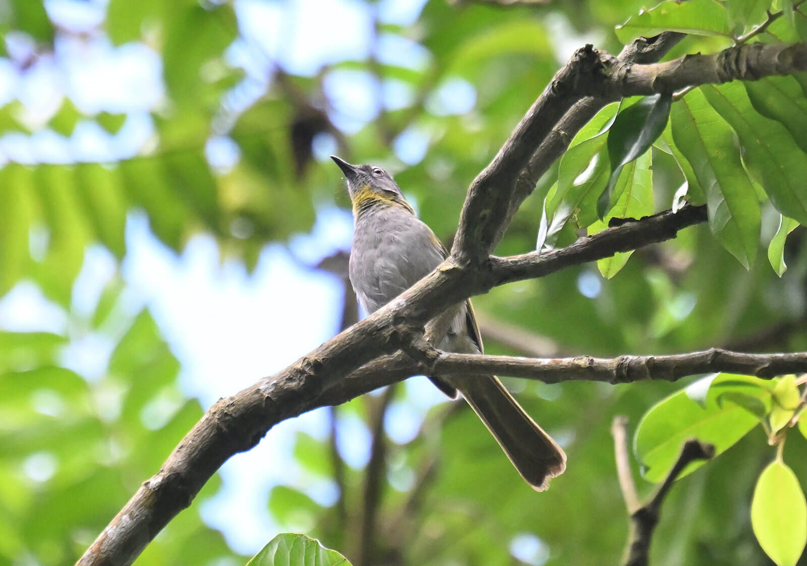 Southern Tanzania Birding And Wildlife Safari Tour