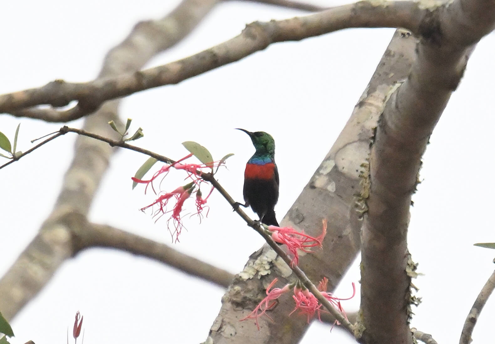 Southern Tanzania Birding And Wildlife Safari Tour