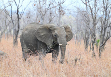 Southern Tanzania Birding And Wildlife Safari Tour