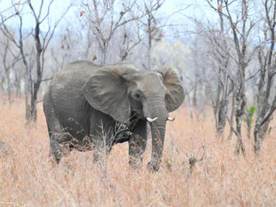 DSC_1368 Southern Tanzania Birding And Wildlife Safari Tour