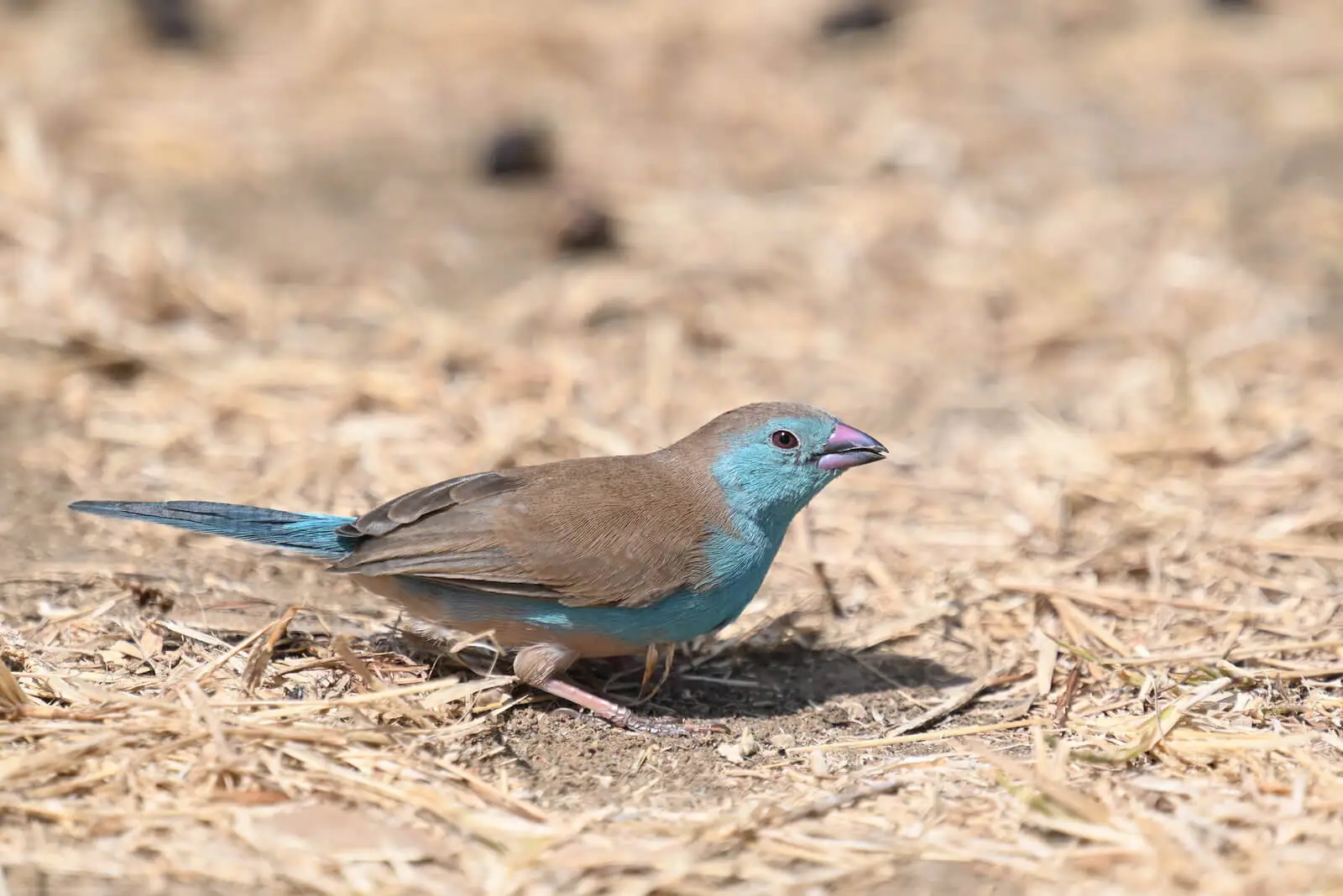 Southern Tanzania Birding And Wildlife Safari Tour