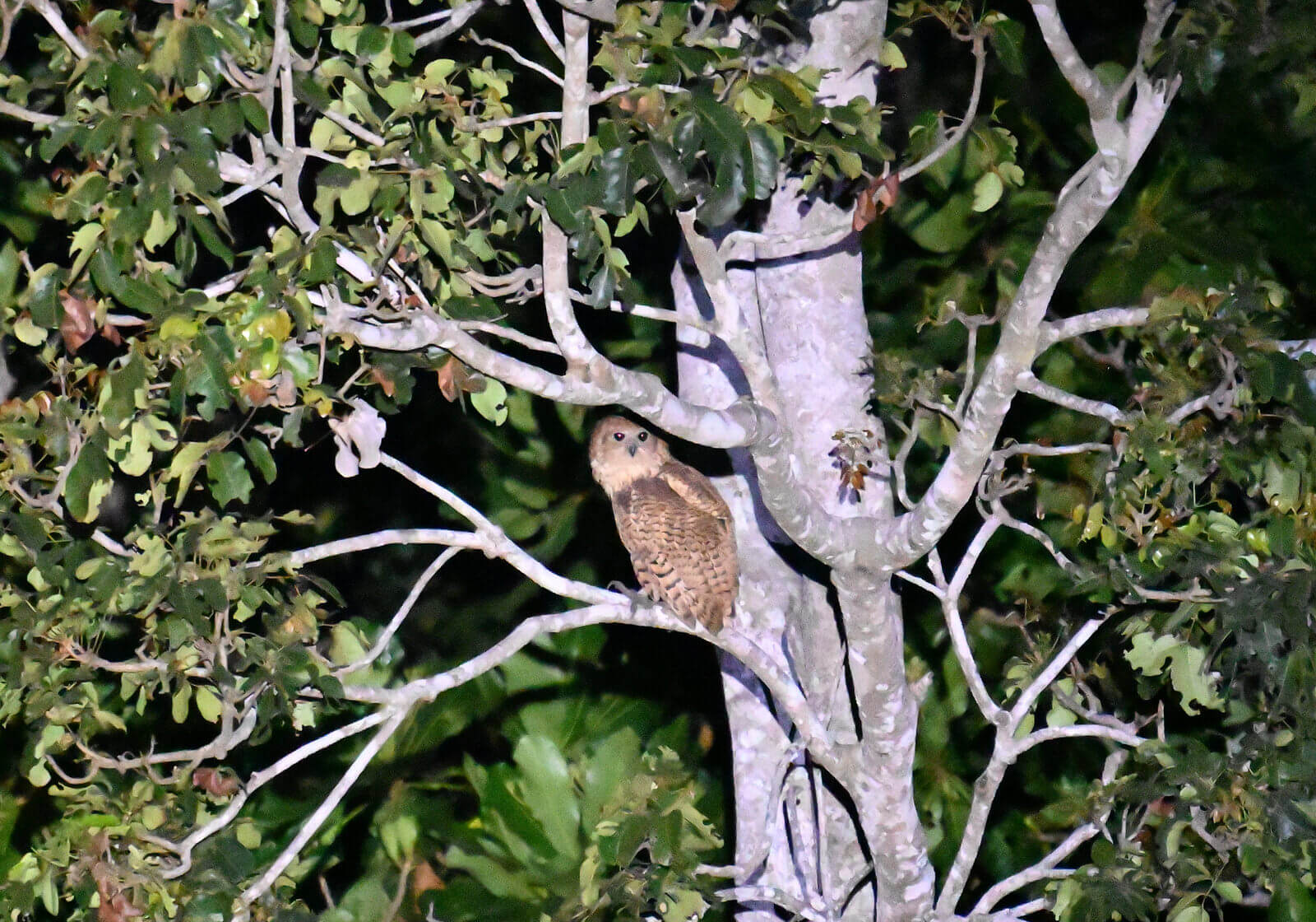 Southern Tanzania Birding Tour