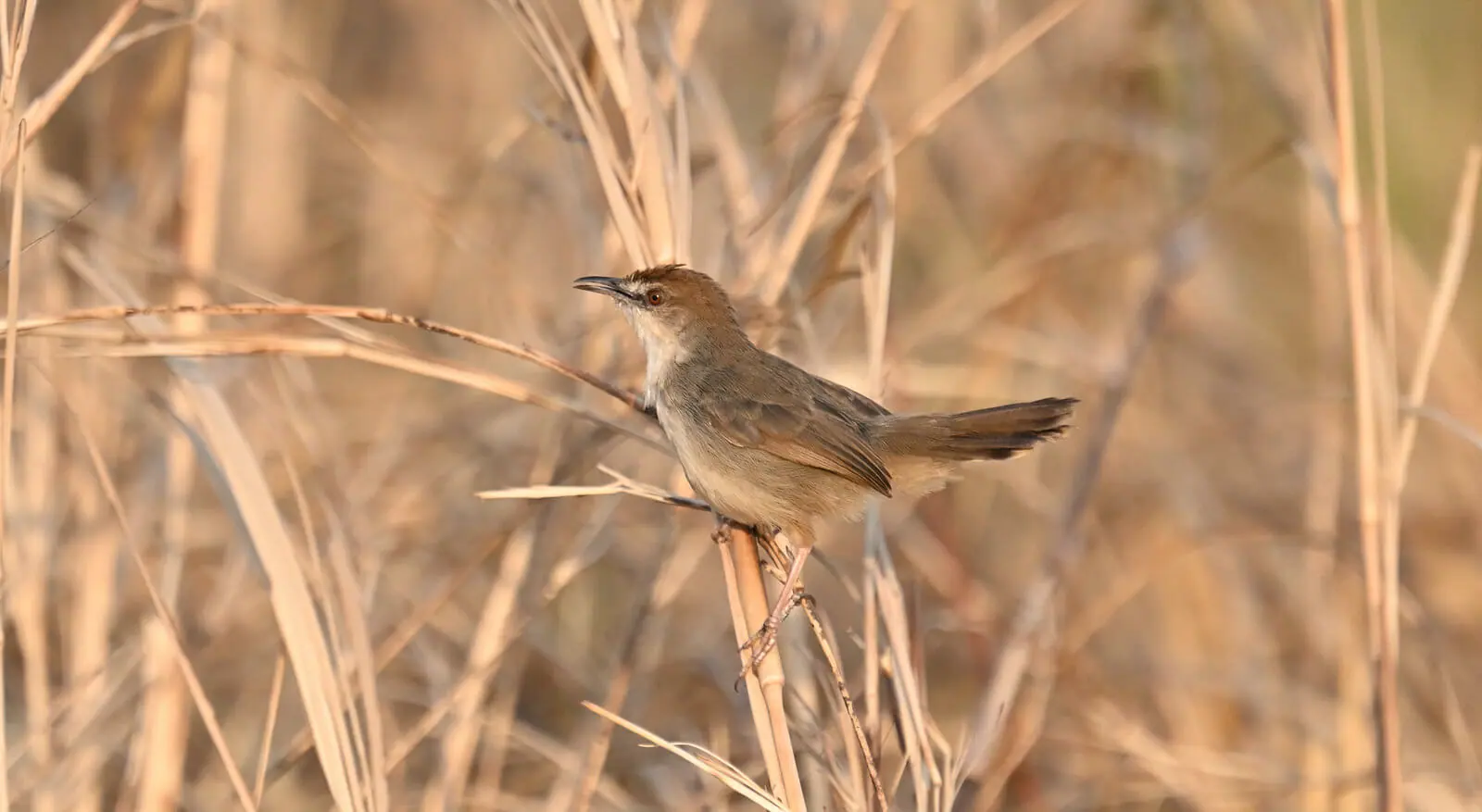 Southern Tanzania Birding And Wildlife Safari Tour