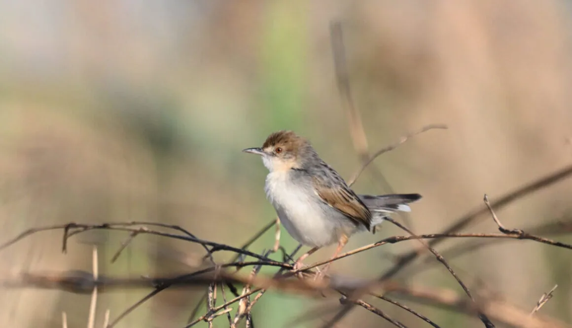 Southern Tanzania Birding And Wildlife Safari Tour