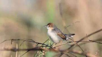 Southern Tanzania Birding And Wildlife Safari Tour
