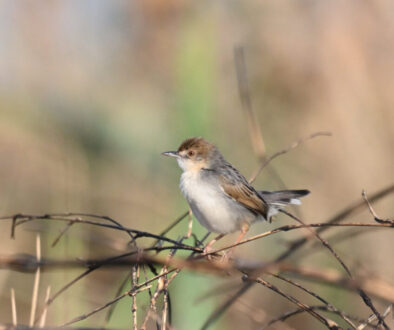 Southern Tanzania Birding And Wildlife Safari Tour