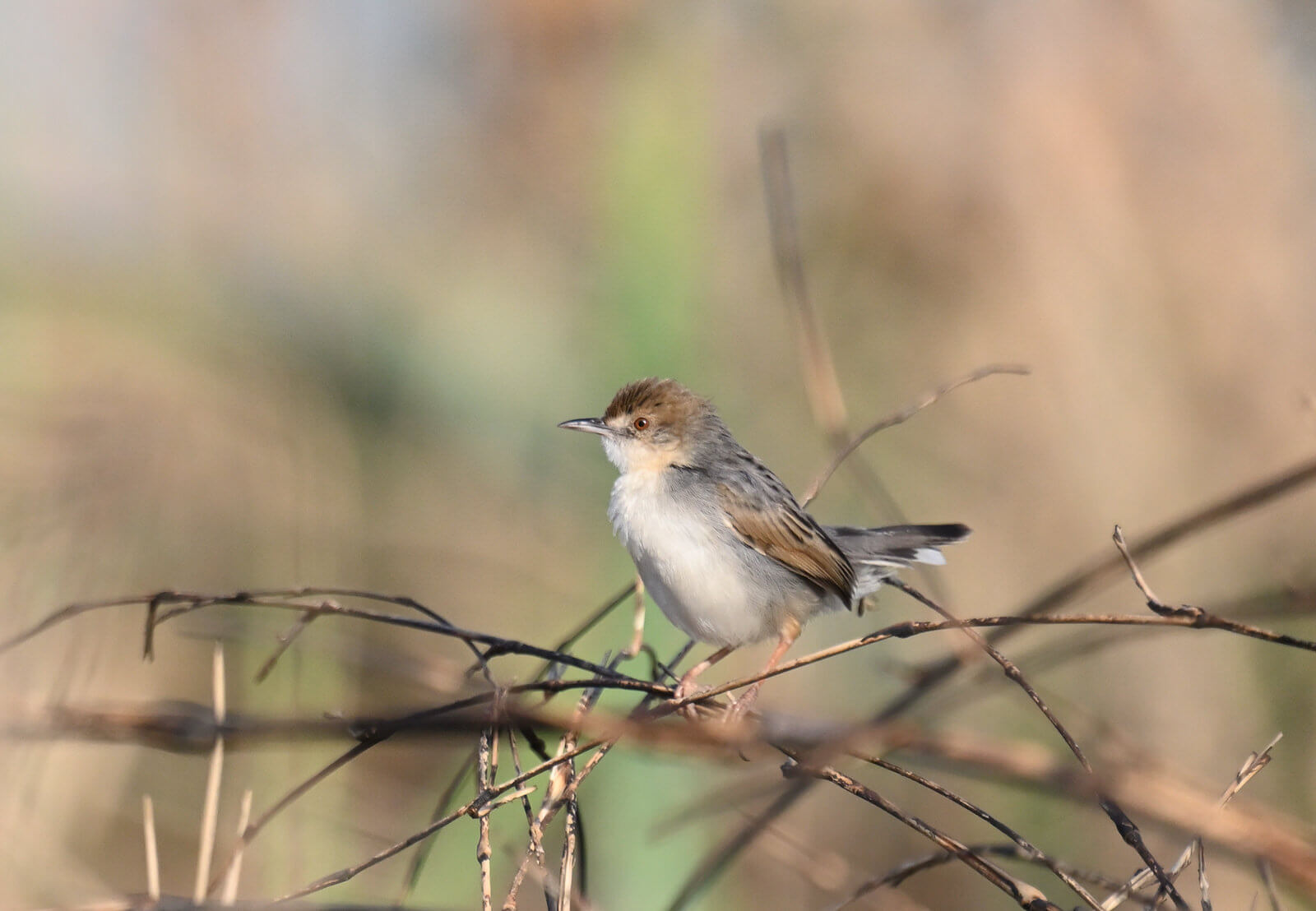 Southern Tanzania Birding And Wildlife Safari Tour