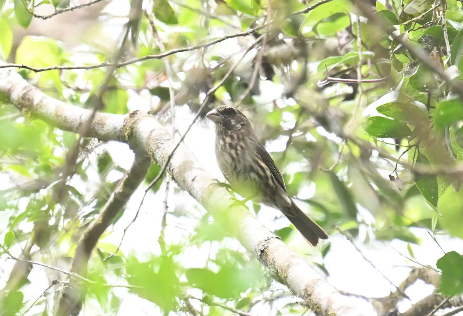 Southern Tanzania Birding Tour