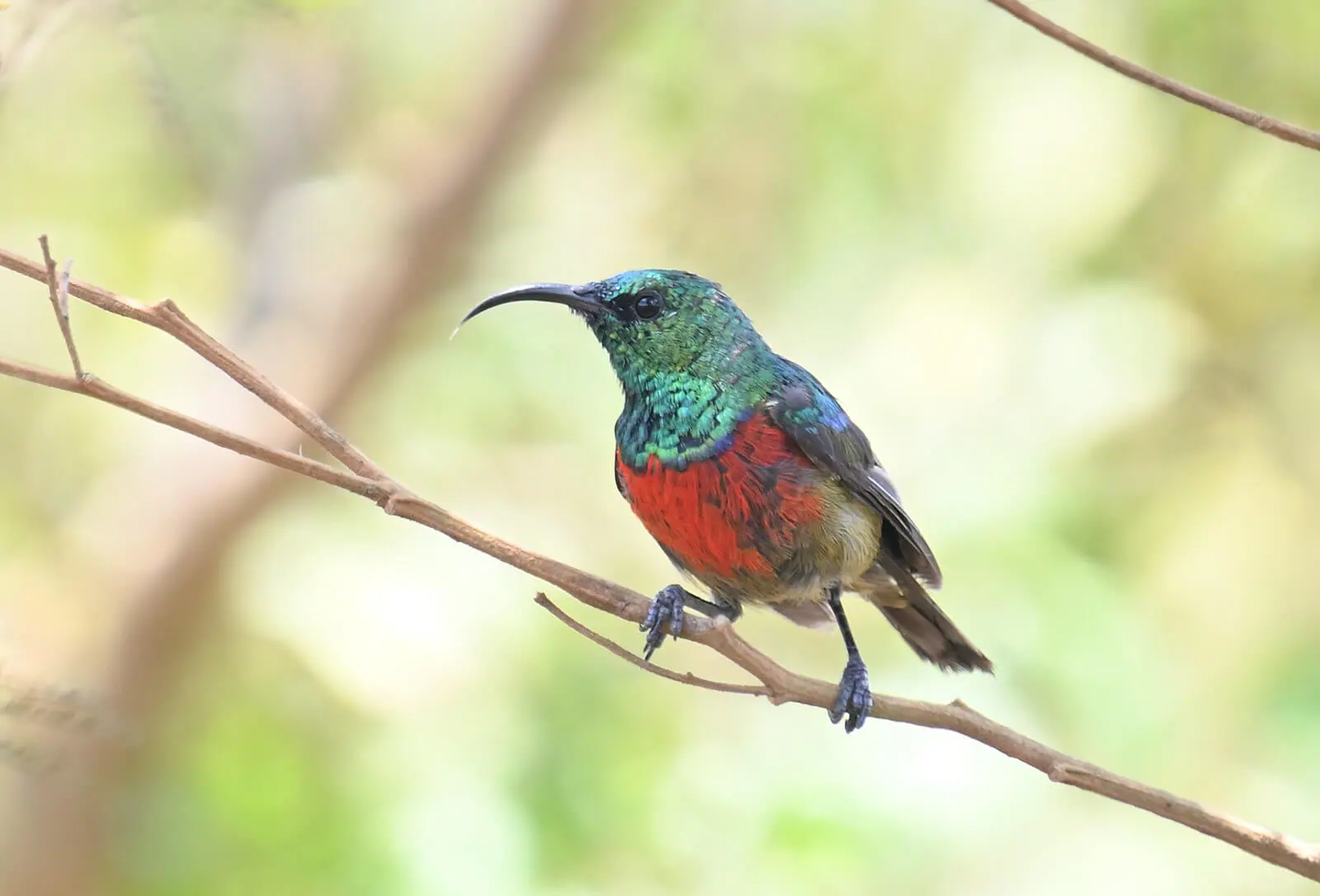 Southern Tanzania Birding And Wildlife Safari Tour