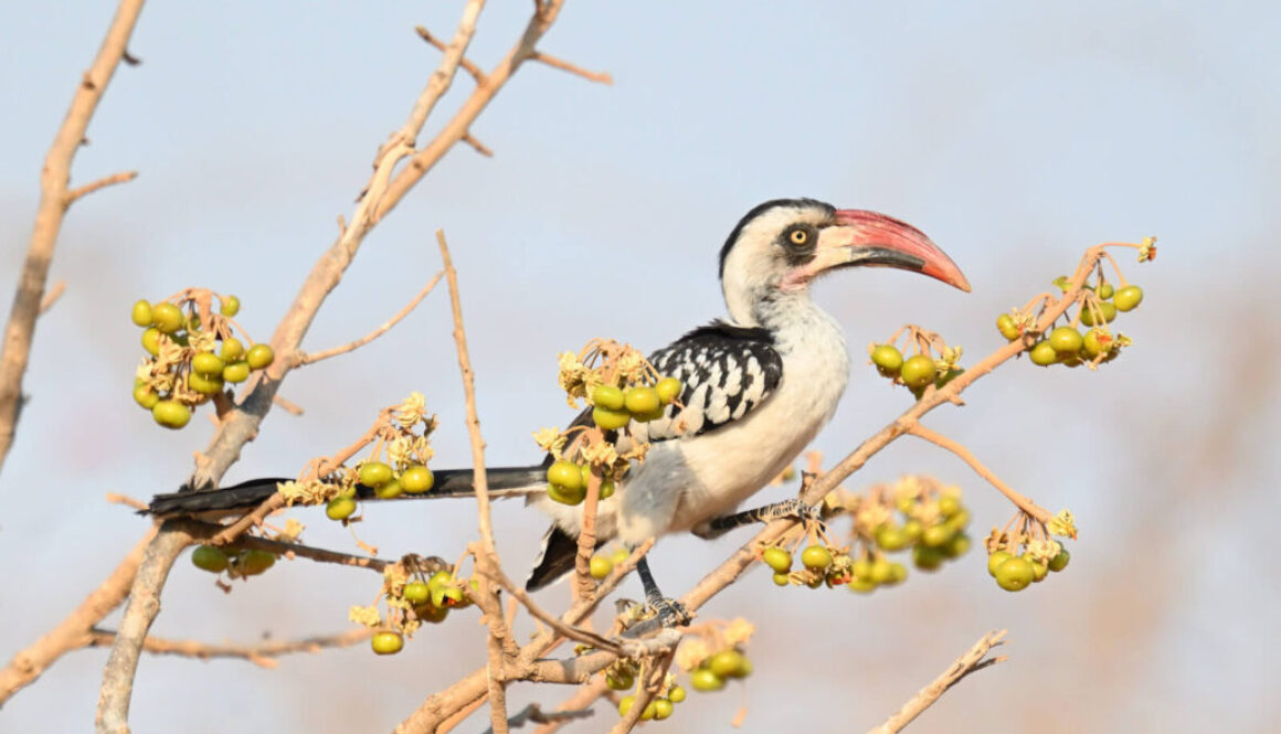 Southern Tanzania Birding And Wildlife Safari Tour