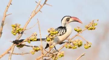 Southern Tanzania Birding And Wildlife Safari Tour