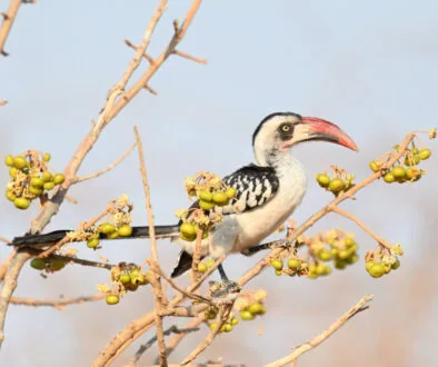 Southern Tanzania Birding And Wildlife Safari Tour