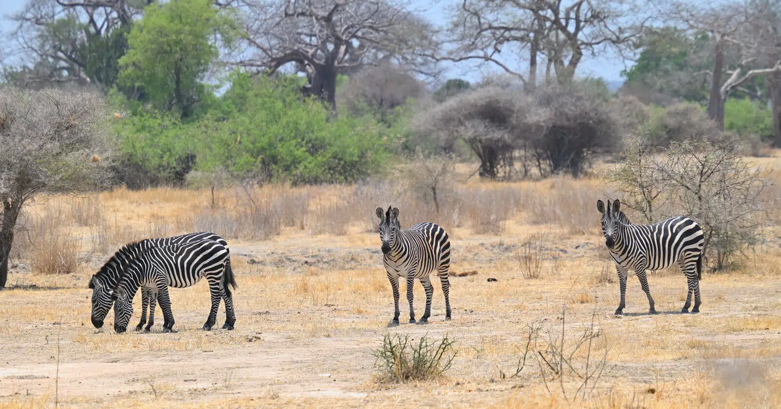 Southern Tanzania Birding And Wildlife Safari Tour