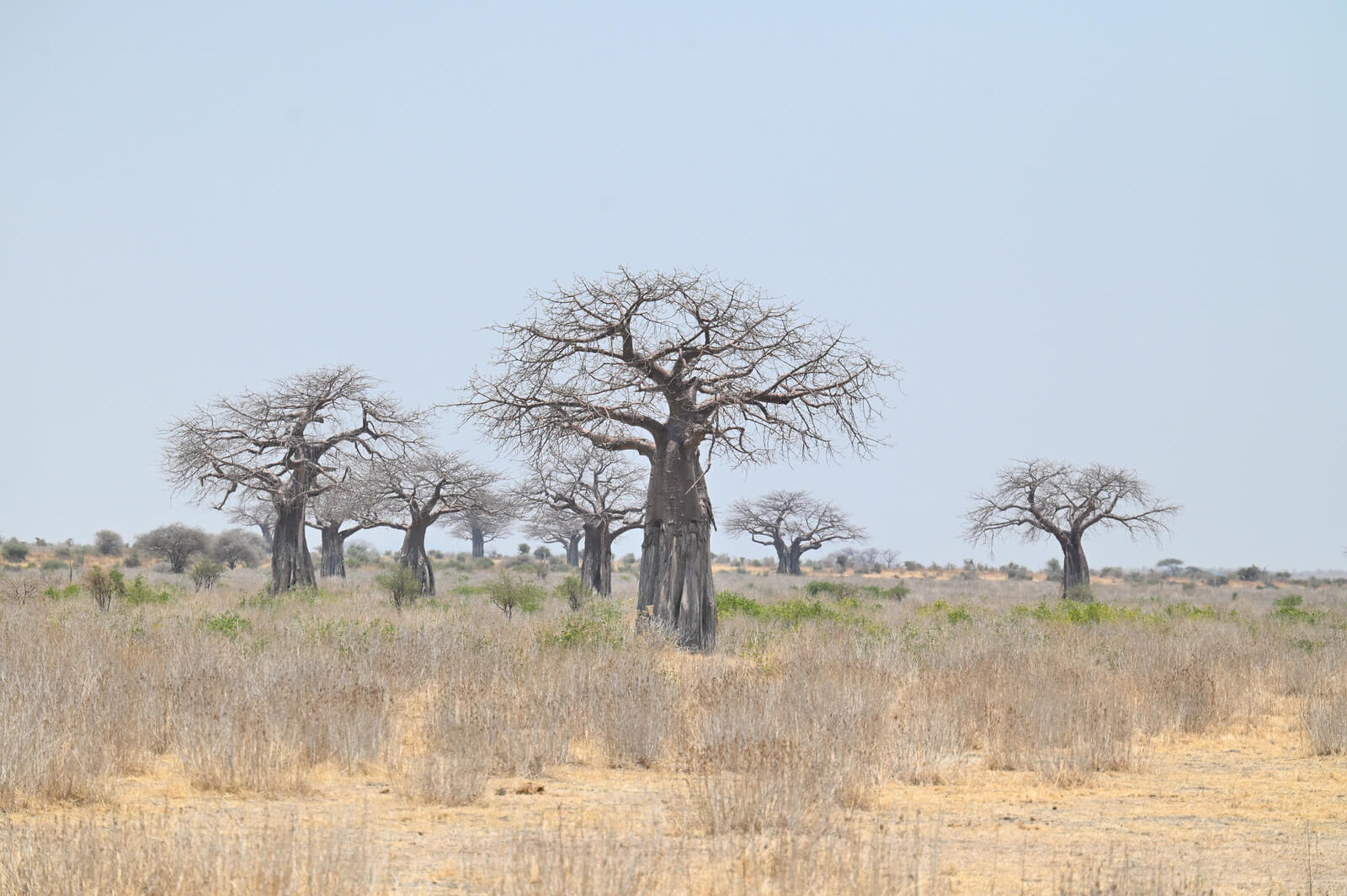 Southern Tanzania Birding Tour