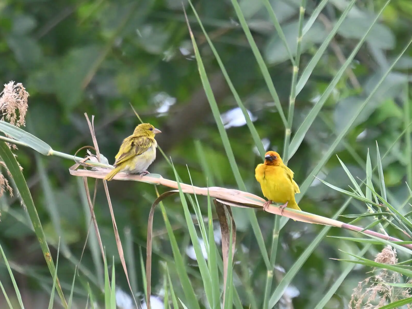 Southern Tanzania Birding And Wildlife Safari Tour