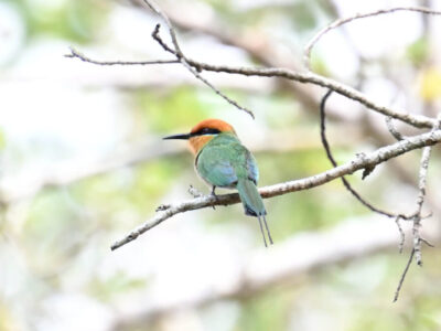 Southern Tanzania Birding Tour